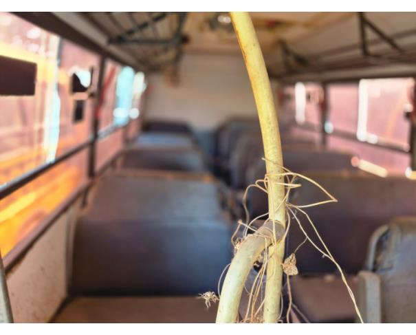 Foto de ONIBUS MARCOPOLO/VOLARE V8L ESC, DIESEL, AMARELA, 2009/2009, CHASSI: 93PB42G3P9C030042, RENAVAM: 00150807694, NO ESTADO EM QUE SE ENCONTRA. 