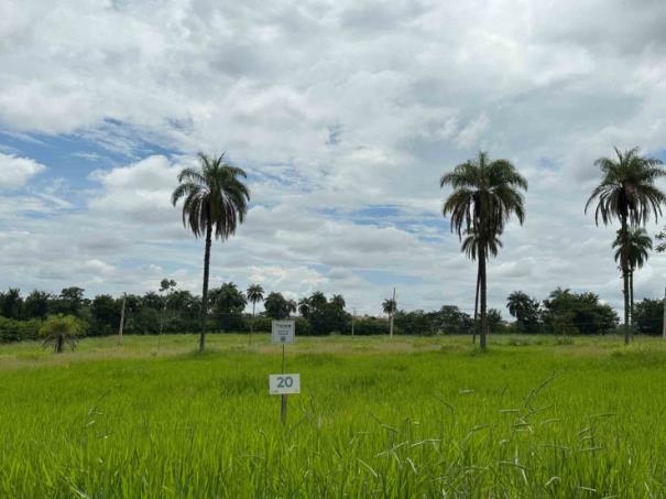 Chácara 20, Quadra 06, localizada na Rua G, no Chacreamento Espelho D’Água, em Abaeté/MG, com área total de 1.000,00 m², matrícula nº 29.124 do CRI de Abaeté/MG.